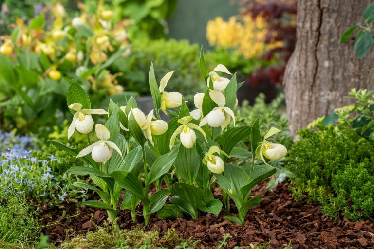 Cypripedium Birgit Pastell winterharte, cremeweiße Frauenschuh-Orchideen im Garten