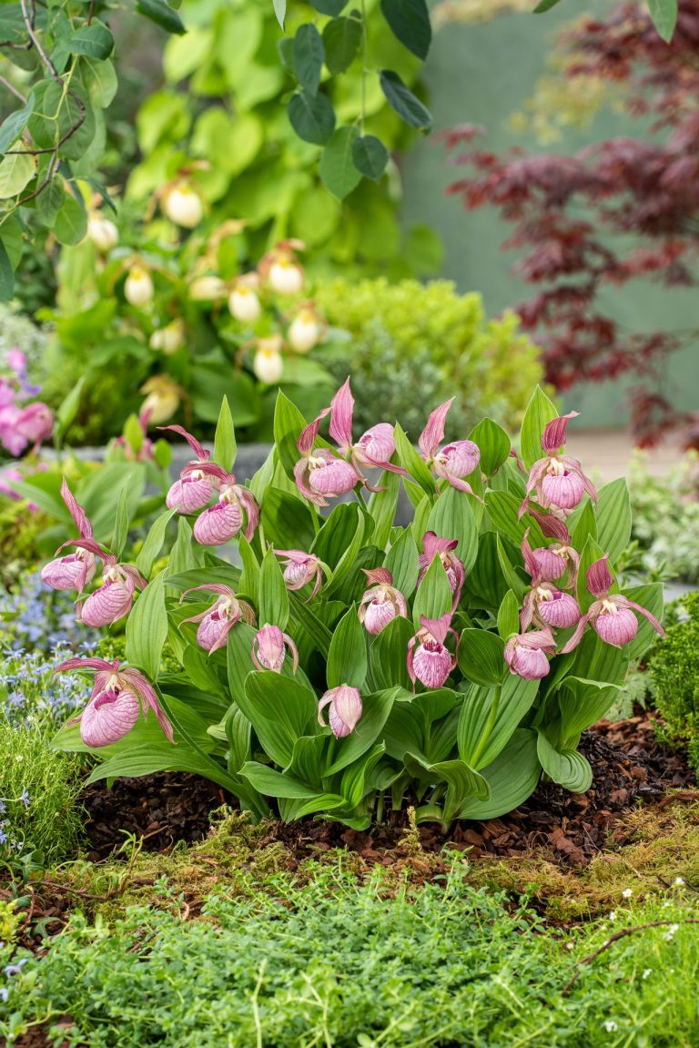 Cypripedium winterharte, rosa Frauenschuh-Orchideen im Garten